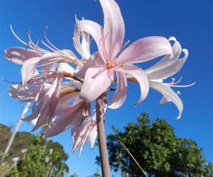 Flowering on Flower Valley Farm